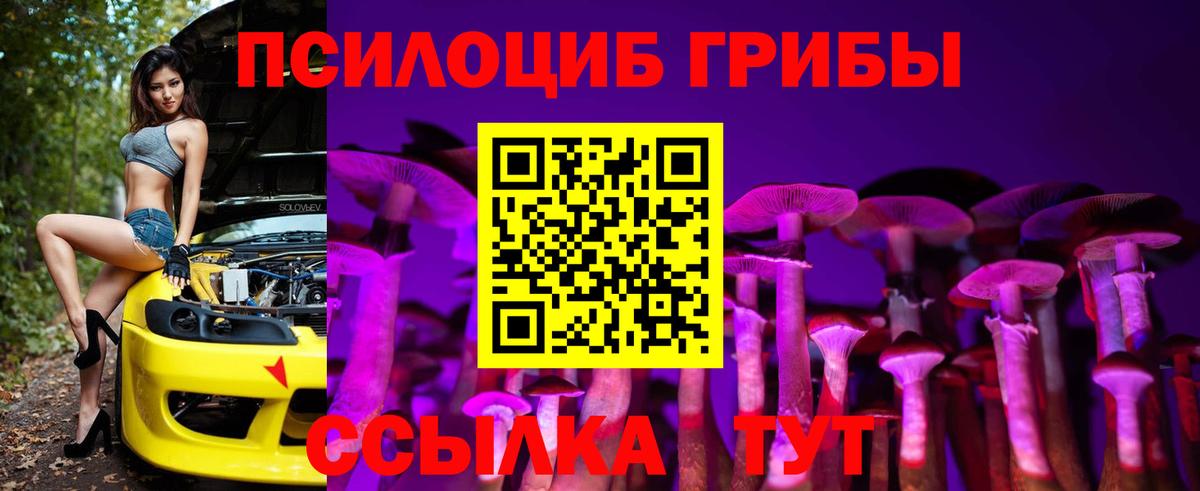 Галлюциногенные грибы Psilocybe Ачинск
